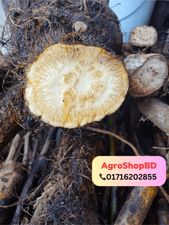 মোটা চুই-ঝাল ১ কেজি - Image 4