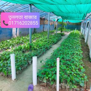 চুইঝাল গাছের চারা – Chuijhal tree plants